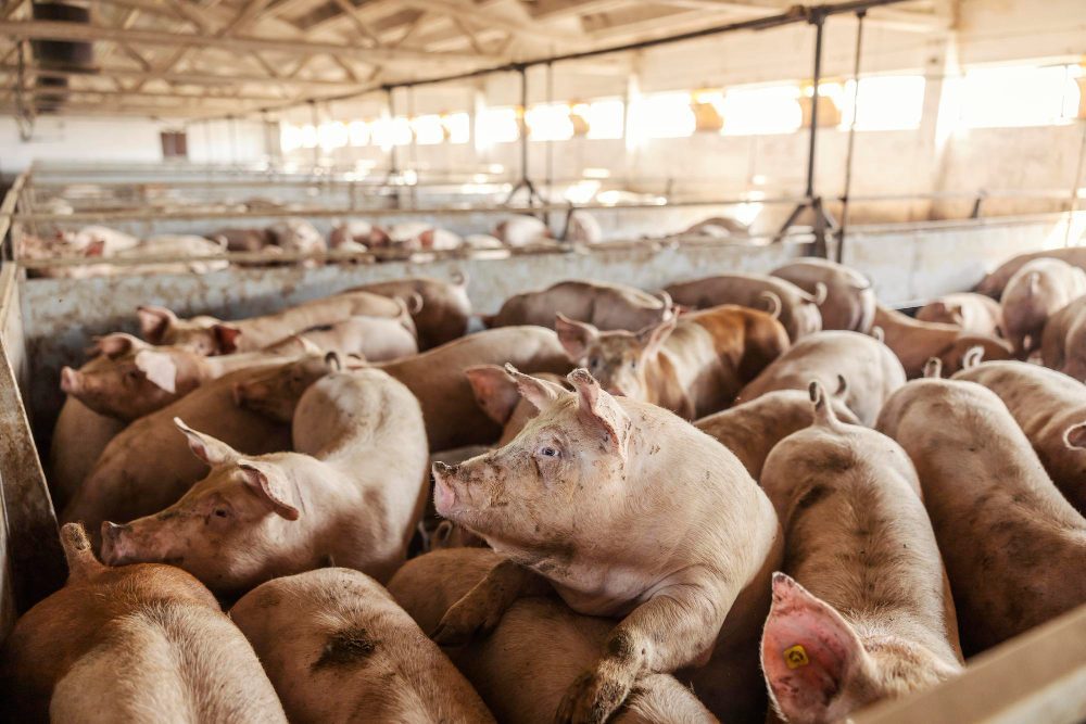 Furajarea eficientă a porcilor: consum controlat, rezultate predictibile
